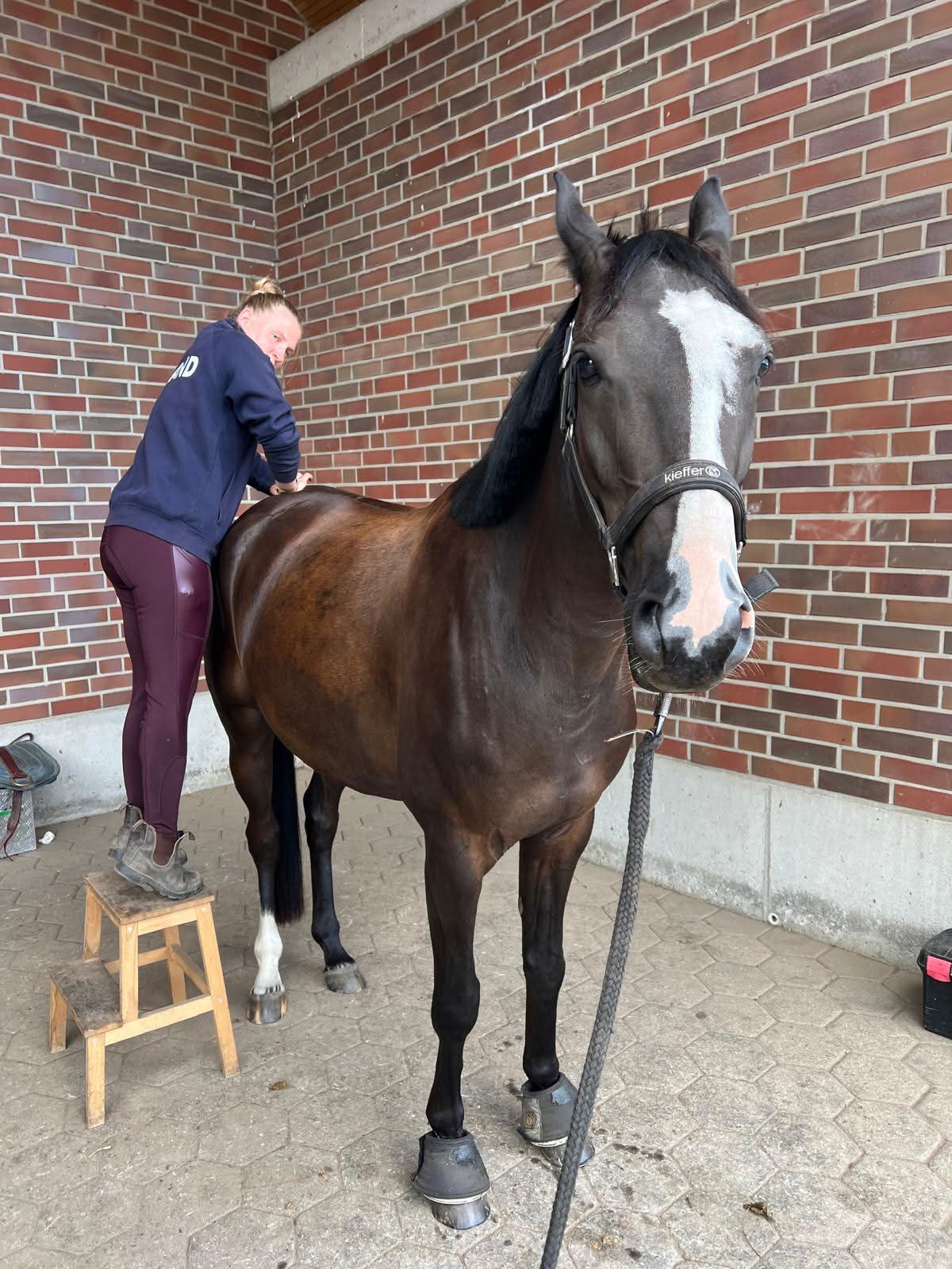 Horsemanship Unterricht