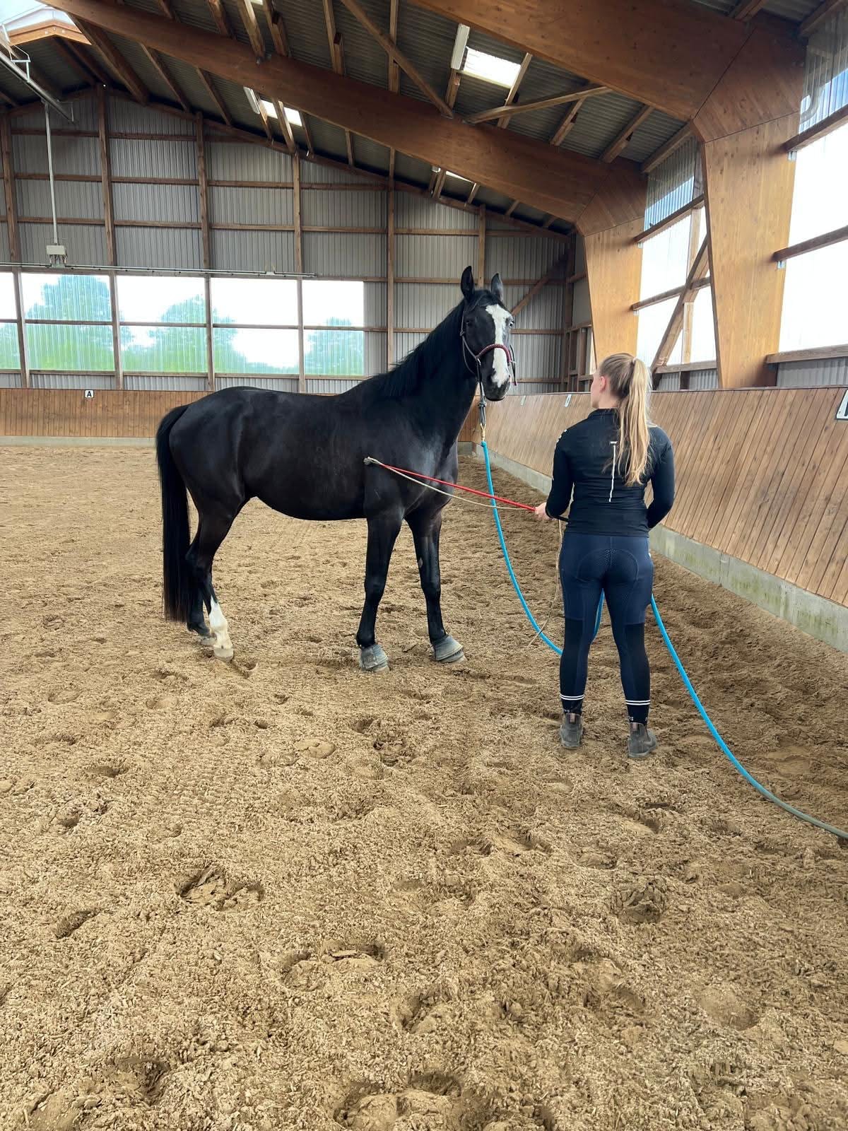 Ganzheitliche Begleitung über 6 Monate mit Osteopathie und Horsemanship