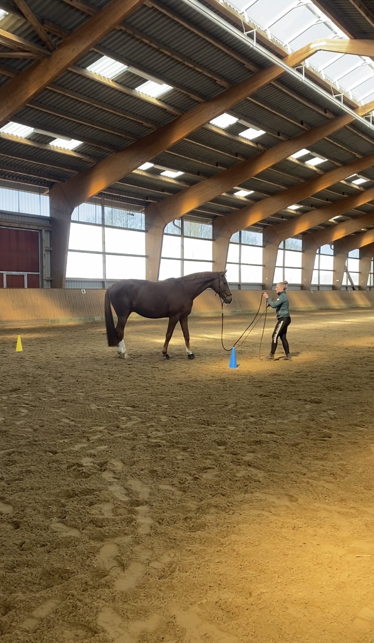 Horsemanship Sammeltermin mit mehreren Pferden am Stall