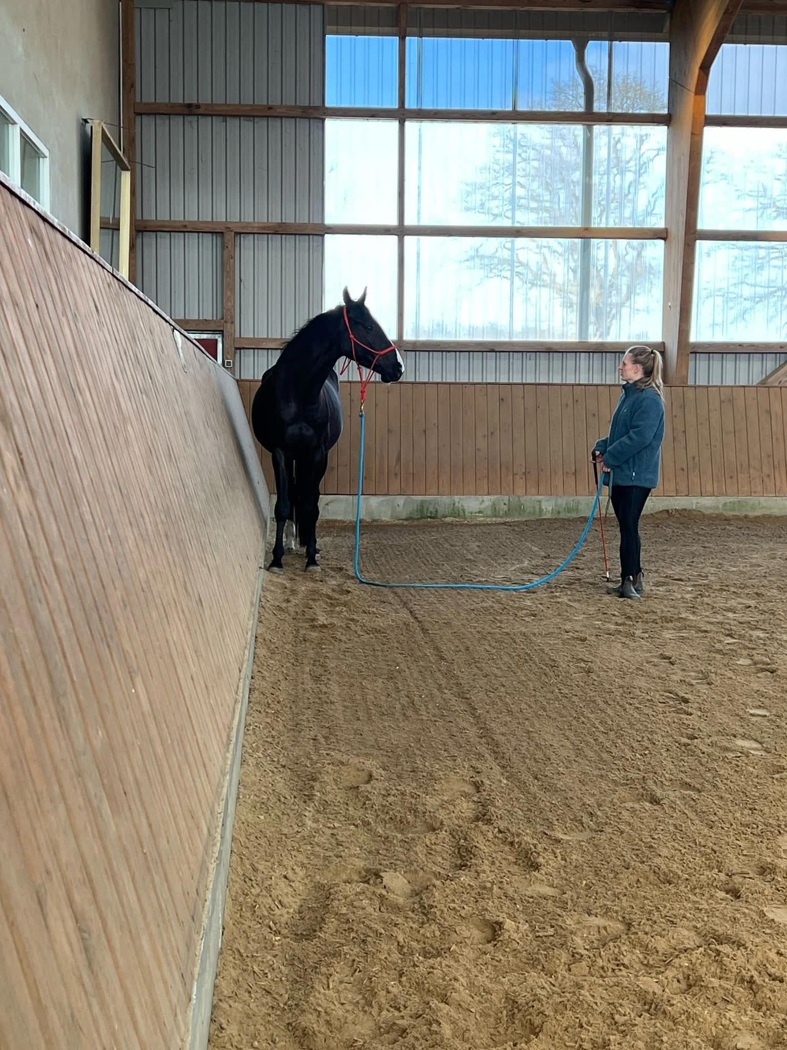 Bodenarbeit mit Pferd nach Natural Horsemanship Prinzipien