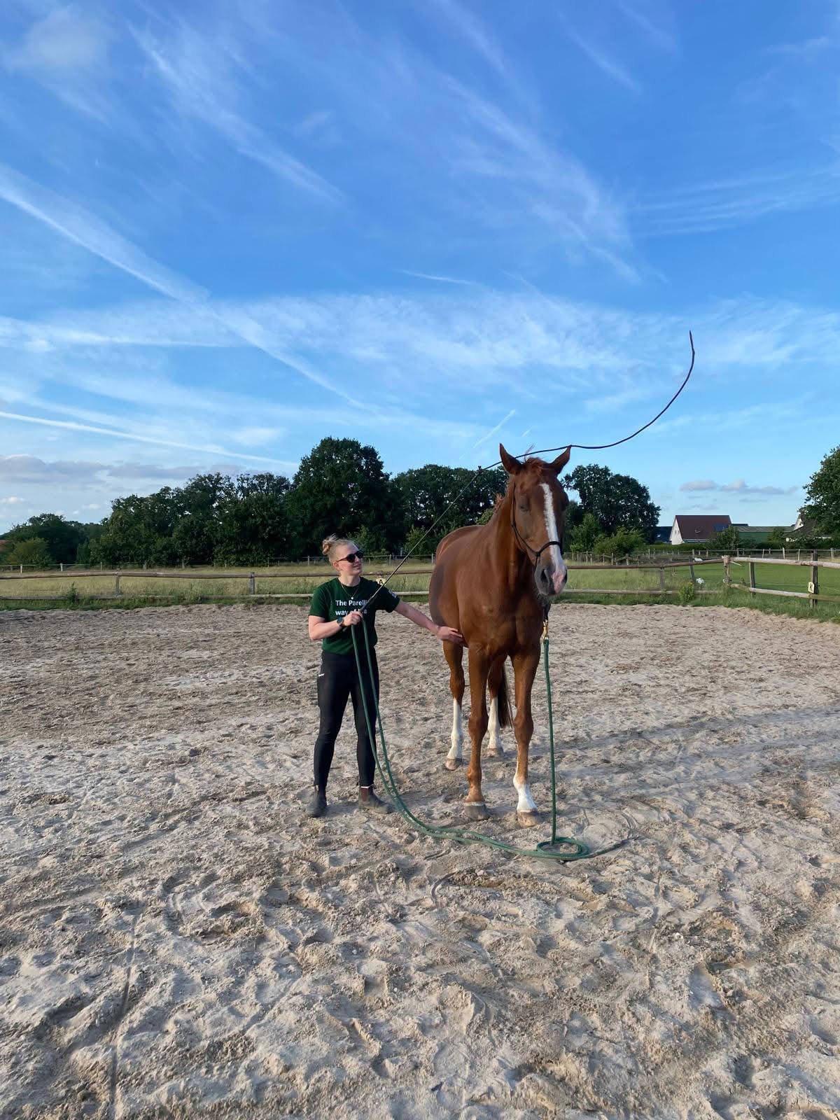 Einzelunterricht in Natural Horsemanship und Bodenarbeit